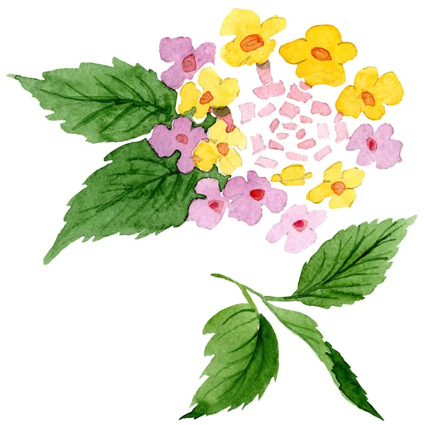 Lantana różowy kwiat kwiatowy botanicznych. Zestaw ilustracji tle akwarela. Element ilustracja na białym tle lantana. — Zdjęcie stockowe