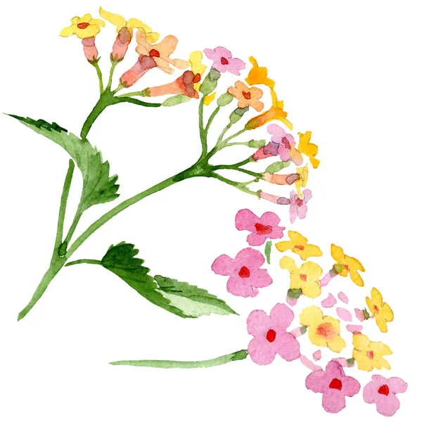 Lantana różowy kwiat kwiatowy botanicznych. Zestaw ilustracji tle akwarela. Element ilustracja na białym tle lantana. — Zdjęcie stockowe