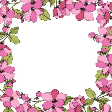 Vektör pembe elma çiçeği botanik çiçek. Oyulmuş mürekkep sanat. Çerçeve kenarlığı süsleme kare beyaz arka plan üzerinde.