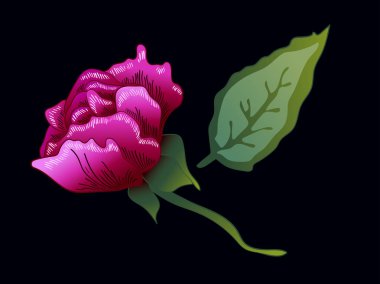 Vektör mor gülü botanik çiçek. Mor oyulmuş mürekkep sanat. Gül illüstrasyon izole öğesi.