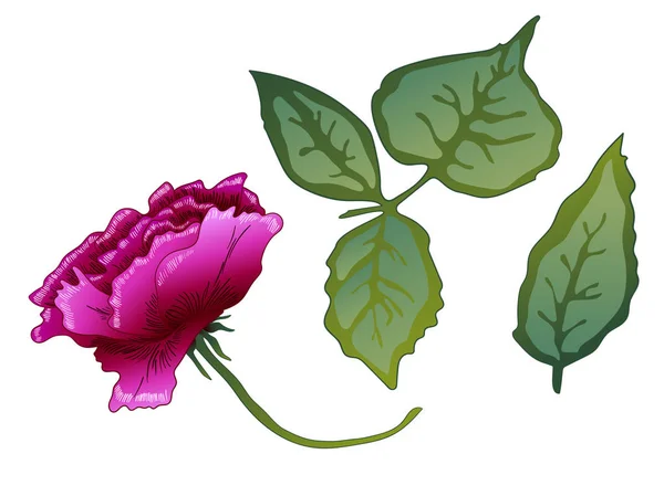 Διάνυσμα floral μοβ Rose flower βοτανική. Μωβ χαραγμένο μελάνι τέχνης. Μεμονωμένες τριανταφυλλιές εικονογράφηση στοιχείο. — Διανυσματικό Αρχείο