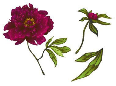 Vektör Bordo şakayık botanik çiçek. Oyulmuş mürekkep sanat. İzole peonies illüstrasyon öğesi.