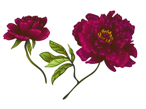 Vecteur Bourgogne pivoine fleur botanique florale. Encre gravée. Élément d'illustration pivoines isolées . — Image vectorielle