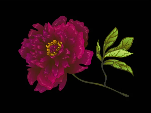 Vector Borgoña peonía flor botánica floral. Arte de tinta grabada. Elemento ilustrativo peonías aisladas . — Archivo Imágenes Vectoriales
