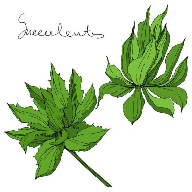 Vektör orman botanik etli çiçek. Mürekkep sanat illüstrasyon kazınmış. İzole succulents illüstrasyon öğesi.