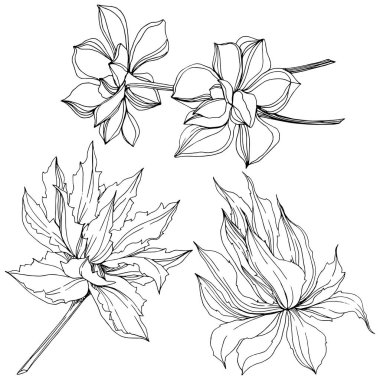 Vektör orman botanik etli çiçek. Siyah ve beyaz mürekkep sanat kazınmış. İzole succulents illüstrasyon öğesi.