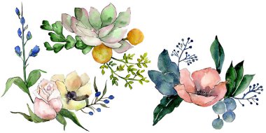 Etli çiçek botanik çiçek buketleri. Suluboya arka plan ayarlamak. İzole succulents illüstrasyon öğesi.
