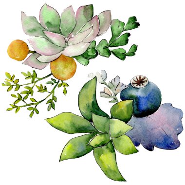 Etli çiçek botanik çiçek buketleri. Suluboya arka plan ayarlamak. İzole succulents illüstrasyon öğesi.