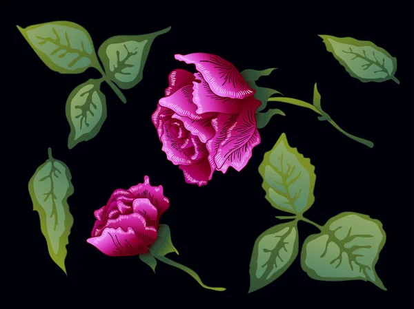 向量紫玫瑰花植物学花。紫色雕刻水墨艺术。被隔绝的玫瑰色例证元素. — 图库矢量图片