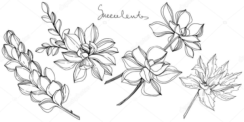 Vector Jungle botanical succulent flower. Black and white engraved ink art. Isolated succulents illustration element.