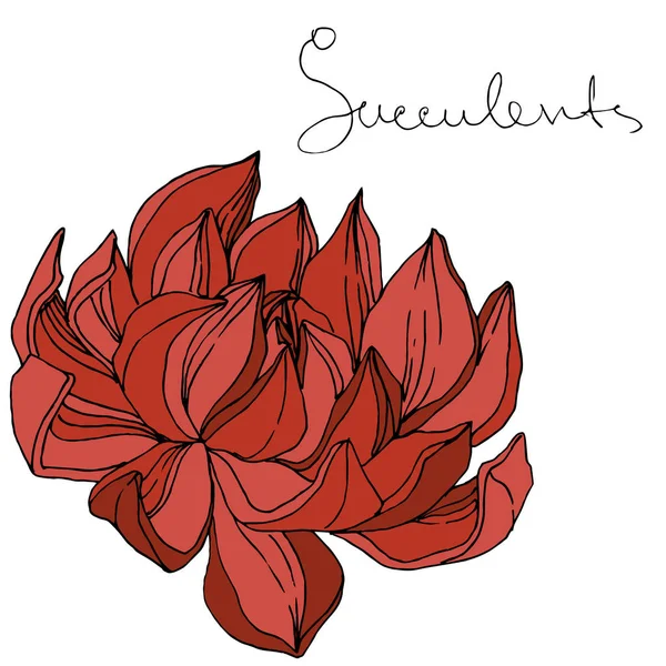 Vector Suculenta flor botánica floral. Arte de tinta grabada. Elemento ilustrativo de suculentas aisladas . — Vector de stock
