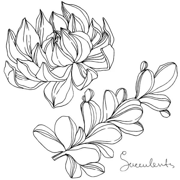 Vector Suculenta flor botánica floral. Tinta grabada en blanco y negro. Elemento ilustrativo de suculentas aisladas . — Vector de stock