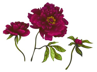 Vektör Bordo şakayık botanik çiçek. Oyulmuş mürekkep sanat. İzole peonies illüstrasyon öğesi.