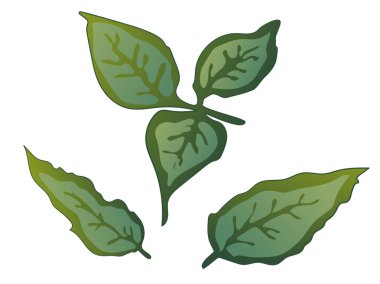 Vektör Rose yeşil yaprak botanik çiçek. Yeşil mürekkep sanat kazınmış. Gül illüstrasyon izole öğesi.