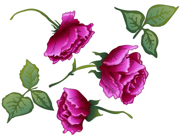 Vector Fleur botanique florale rose pourpre. Encre gravée violette. Elément d'illustration isolé rose . — Image vectorielle