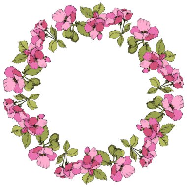 Vektör pembe elma çiçeği botanik çiçek. Oyulmuş mürekkep sanat. Çerçeve kenarlığı süsleme kare beyaz arka plan üzerinde.