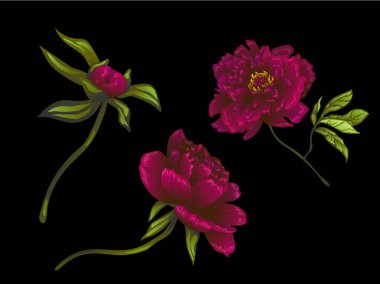 Vektör Bordo şakayık botanik çiçek. Oyulmuş mürekkep sanat. İzole peonies illüstrasyon öğesi.