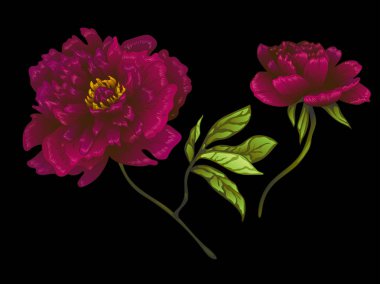 Vektör Bordo şakayık botanik çiçek. Oyulmuş mürekkep sanat. İzole peonies illüstrasyon öğesi.