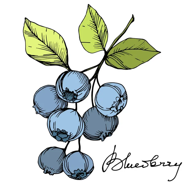 Wektor Blueberry zielonej i niebieskiej grawerowane sztuki atramentu. Jagody i zielonych liści. Element ilustracja na białym tle blueberry. — Wektor stockowy