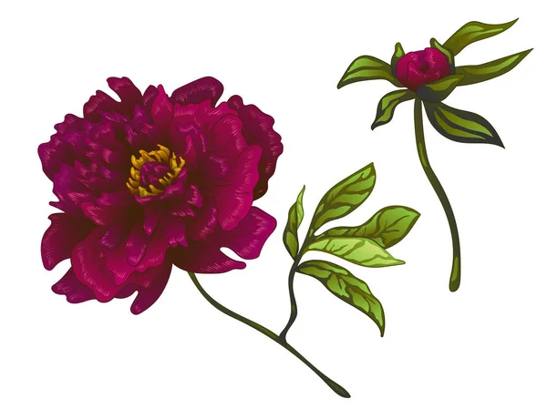 Vector Borgonha peônia flor botânica floral. Arte de tinta gravada. Peônias isoladas elemento ilustrativo . — Vetor de Stock