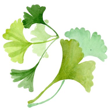 Ginkgo biloba yeşil yaprakları. Suluboya arka plan illüstrasyon küme. İzole ginkgo illüstrasyon öğesi.