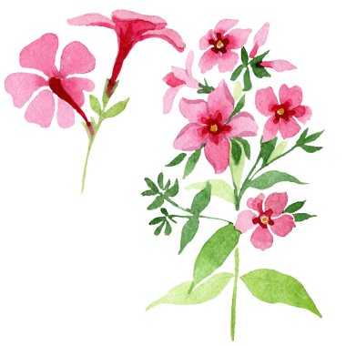 Pembe phlox foral botanik çiçek. Suluboya arka plan illüstrasyon küme. İzole phlox illüstrasyon öğesi.