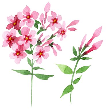 Pembe phlox foral botanik çiçek. Suluboya arka plan illüstrasyon küme. İzole phlox illüstrasyon öğesi.