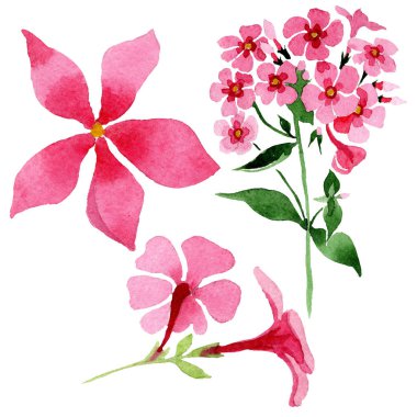 Pembe phlox foral botanik çiçek. Suluboya arka plan illüstrasyon küme. İzole phlox illüstrasyon öğesi.