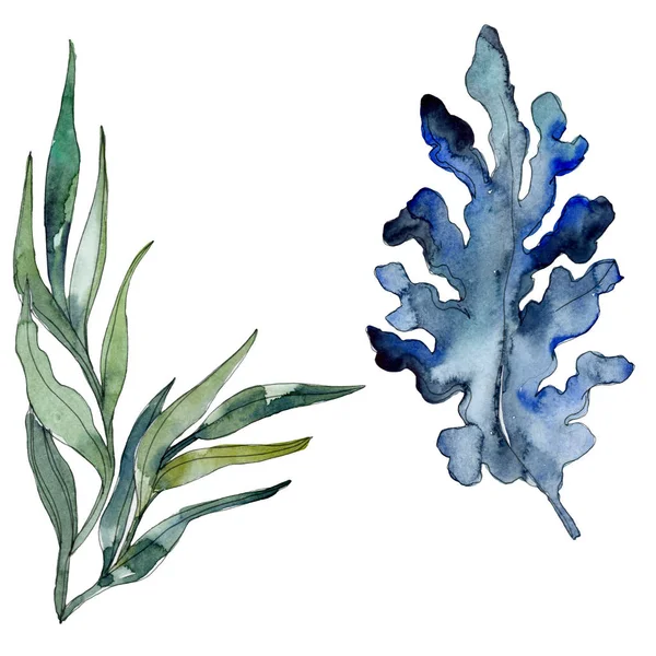 Algi i elementu na białym tle niebieski wodne natura podwodne rafy koralowej. Zestaw ilustracji tle akwarela. — Zdjęcie stockowe