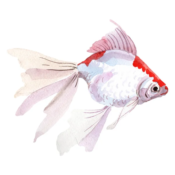 Aquatique sous-marin coloré ensemble de poissons tropicaux. Ensemble de fond aquarelle. Élément d'illustration isolé pour poissons rouges . — Photo