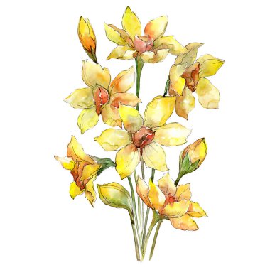 Sarı nergis buket botanik çiçek. Suluboya arka plan ayarlamak. İzole nergis illüstrasyon öğesi.