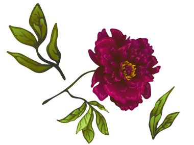 Vektör Bordo şakayık botanik çiçek. Oyulmuş mürekkep sanat. İzole peonies illüstrasyon öğesi.