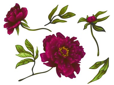 Vektör Bordo şakayık botanik çiçek. Oyulmuş mürekkep sanat. İzole peonies illüstrasyon öğesi.