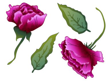 Vektör mor gülü botanik çiçek. Mor oyulmuş mürekkep sanat. Gül illüstrasyon izole öğesi.