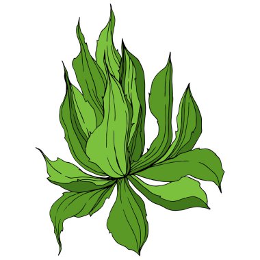 Vektör orman botanik etli çiçek. Mürekkep sanat illüstrasyon kazınmış. İzole succulents illüstrasyon öğesi.