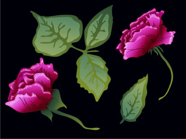 Vektor lila Rose florale botanische Blume. lila gestochene Tuschekunst. Isolierte Rose als Illustrationselement. — Stockvektor