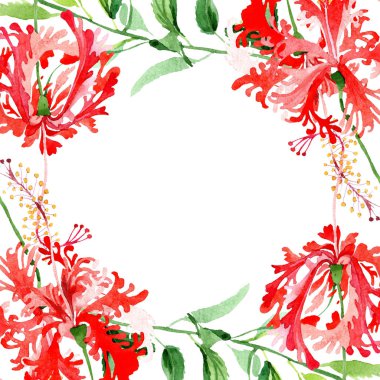 Kırmızı hibiscus chizopelatus botanik çiçek. Suluboya arka plan illüstrasyon küme. Çerçeve kenarlığı süsleme Meydanı.