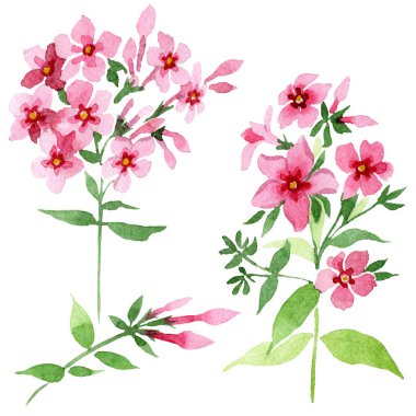 Pembe phlox foral botanik çiçek. Suluboya arka plan illüstrasyon küme. İzole phlox illüstrasyon öğesi.
