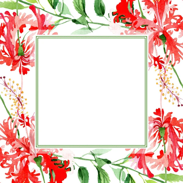 Fiore botanico floreale rosso ibisco chizopelatus. Acquerello sfondo illustrazione set. Quadrato ornamento bordo cornice . — Foto Stock