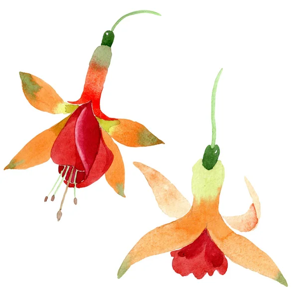 Flor botánica floral fucsia naranja roja. Conjunto de fondo acuarela. elemento de ilustración fucsia aislado . — Foto de Stock