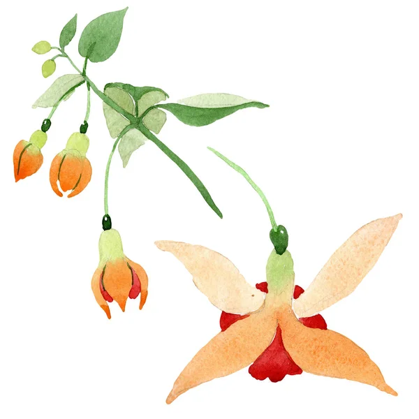 Kırmızı turuncu fuşya botanik çiçek. Suluboya arka plan ayarlamak. solated fuşya illüstrasyon öğesi. — Stok fotoğraf