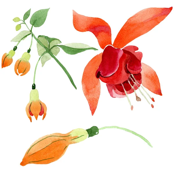 Röd orange fuchsia blommig botaniska blomma. Akvarell bakgrunden set. solated fuchsia illustration element. — Stockfoto