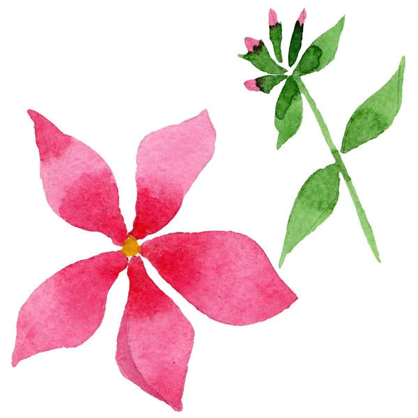 Flor botánica foral de flex rosa. Conjunto de ilustración de fondo acuarela. Elemento aislado de ilustración de flox . — Foto de Stock