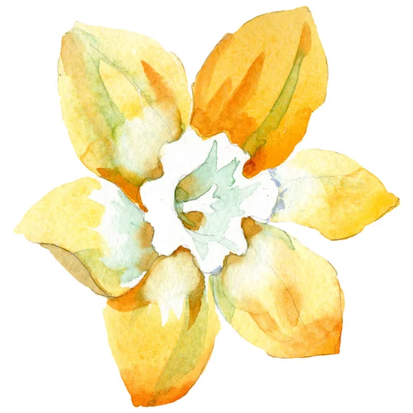 黄色水仙花植物花。水彩背景设置。孤立的水仙插图元素. — 图库照片