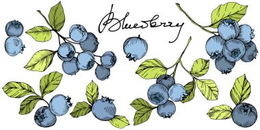 Vektör Blueberry Yeşil ve mavi mürekkep sanat kazınmış. Çilek ve yeşil yaprakları. İzole yaban mersini illüstrasyon öğesi.