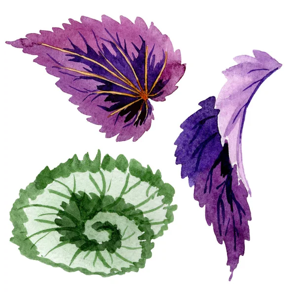 Begonia hojas verdes y moradas. Conjunto de ilustración de fondo acuarela. Elemento de ilustración de begonia aislada . — Foto de Stock