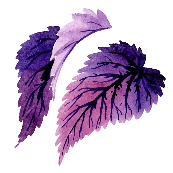 Begonia folhas roxas. Conjunto de ilustração de fundo aquarela. Elemento isolado de ilustração da begónia . — Fotografia de Stock