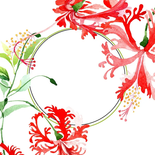 Κόκκινο chizopelatus floral βοτανικό λουλούδι ιβίσκου. Ακουαρέλα φόντο εικόνα σύνολο. Πλαίσιο συνόρων στολίδι τετράγωνο. — Φωτογραφία Αρχείου