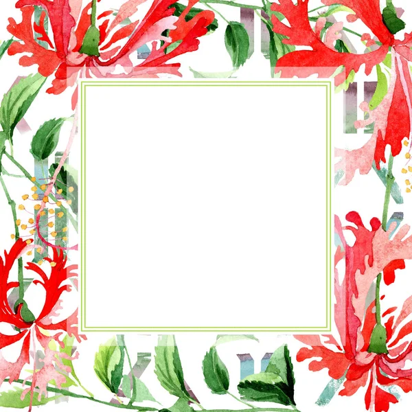 Kırmızı hibiscus chizopelatus botanik çiçek. Suluboya arka plan illüstrasyon küme. Çerçeve kenarlığı süsleme Meydanı.