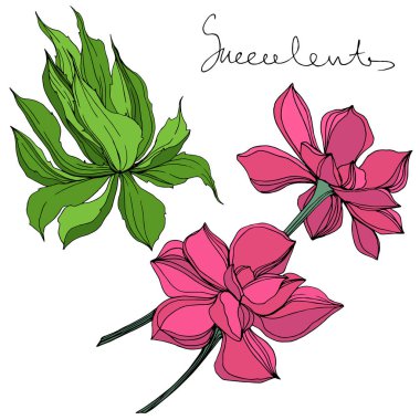Vektör orman botanik etli çiçek. Mürekkep sanat illüstrasyon kazınmış. İzole succulents illüstrasyon öğesi.